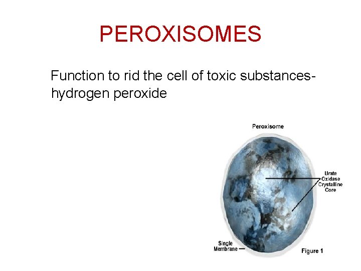 PEROXISOMES Function to rid the cell of toxic substanceshydrogen peroxide 