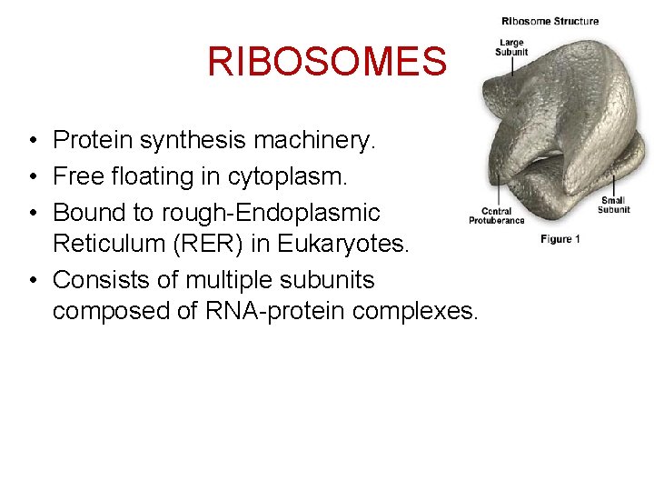 RIBOSOMES • Protein synthesis machinery. • Free floating in cytoplasm. • Bound to rough-Endoplasmic