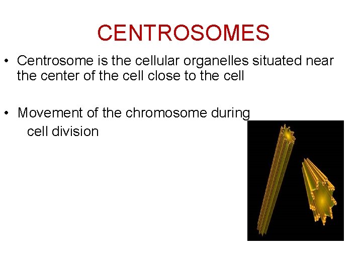 CENTROSOMES • Centrosome is the cellular organelles situated near the center of the cell