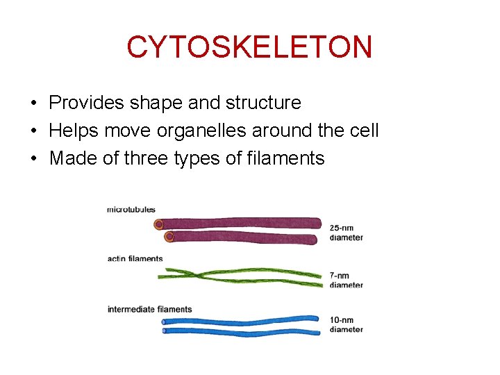 CYTOSKELETON • Provides shape and structure • Helps move organelles around the cell •