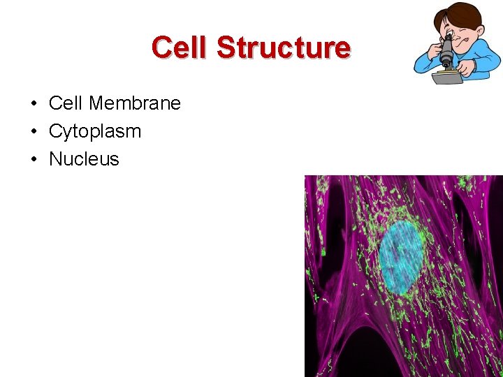 Cell Structure • Cell Membrane • Cytoplasm • Nucleus 