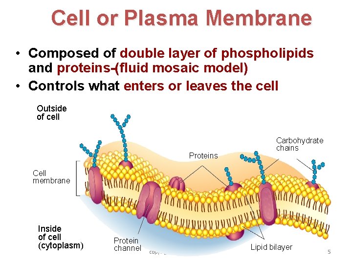 Cell or Plasma Membrane • Composed of double layer of phospholipids and proteins-(fluid mosaic