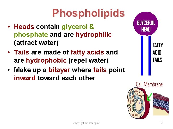 Phospholipids • Heads contain glycerol & phosphate and are hydrophilic (attract water) • Tails