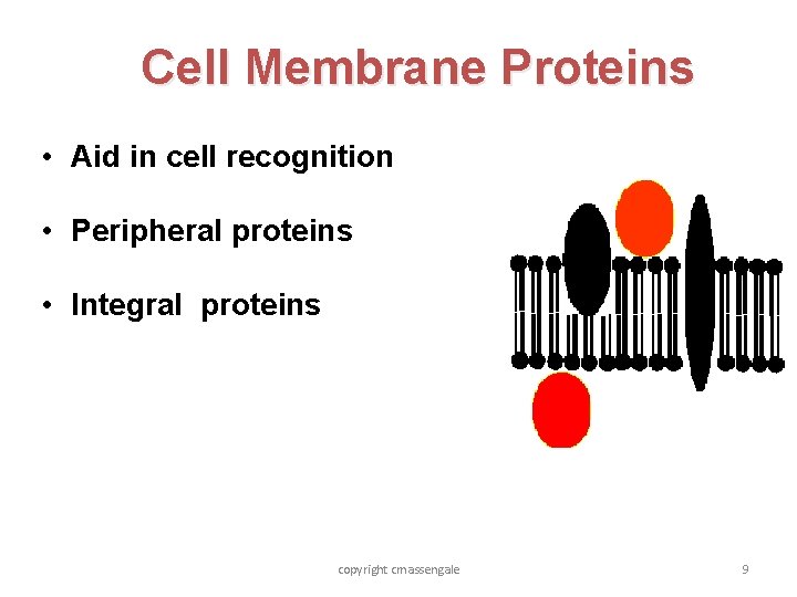 Cell Membrane Proteins • Aid in cell recognition • Peripheral proteins • Integral proteins