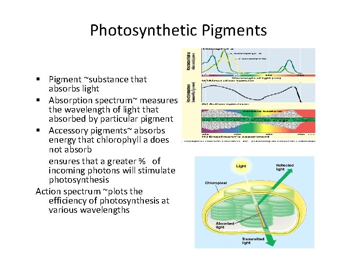 Photosynthetic Pigments § Pigment ~substance that absorbs light § Absorption spectrum~ measures the wavelength