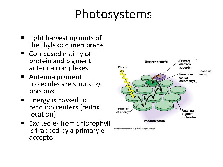 Photosystems § Light harvesting units of the thylakoid membrane § Composed mainly of protein