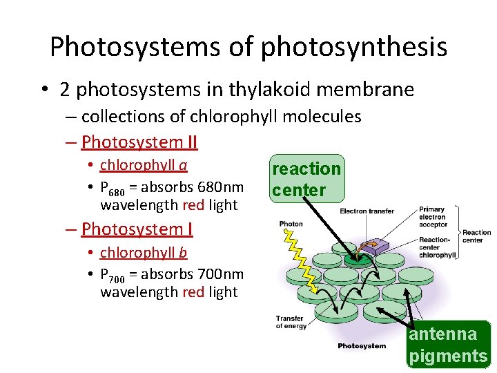 Photosystems of photosynthesis • 2 photosystems in thylakoid membrane – collections of chlorophyll molecules