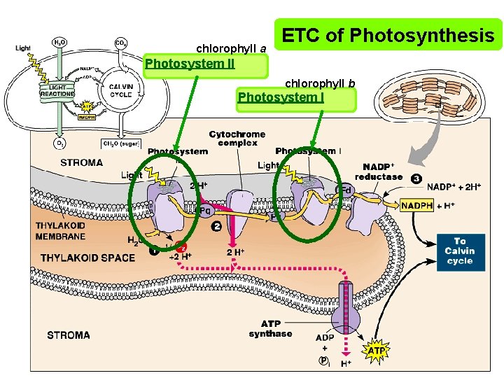 chlorophyll a ETC of Photosynthesis Photosystem II chlorophyll b Photosystem I 