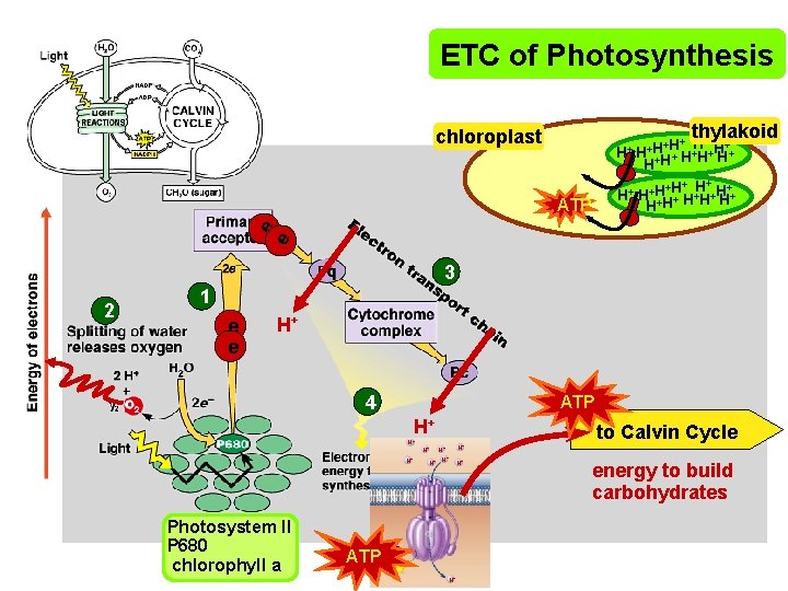 ETC of Photosynthesis thylakoid chloroplast H+ + +H+ H H+ + H+ H+H H