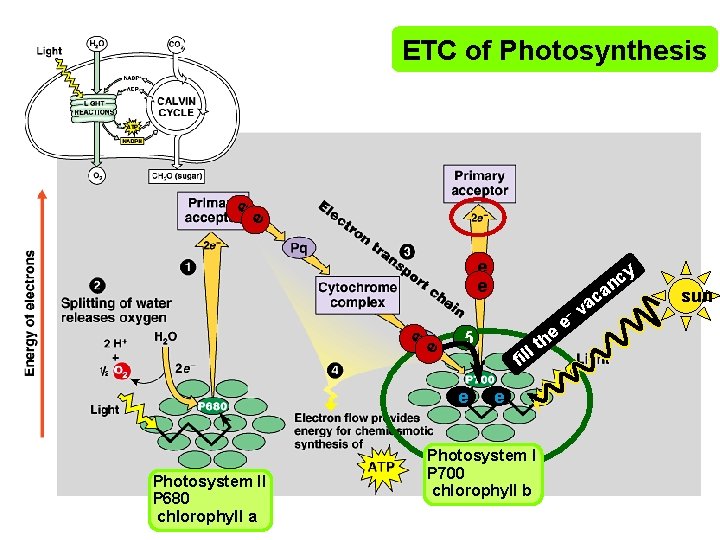 e e ETC of Photosynthesis e e y c an e e – e