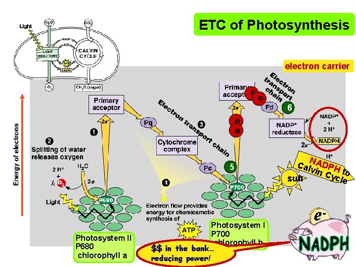 ETC of Photosynthesis e e electron carrier 6 e e 5 Photosystem II P