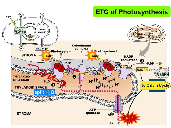 ETC of Photosynthesis sun e e sun O split H 2 O H+ +