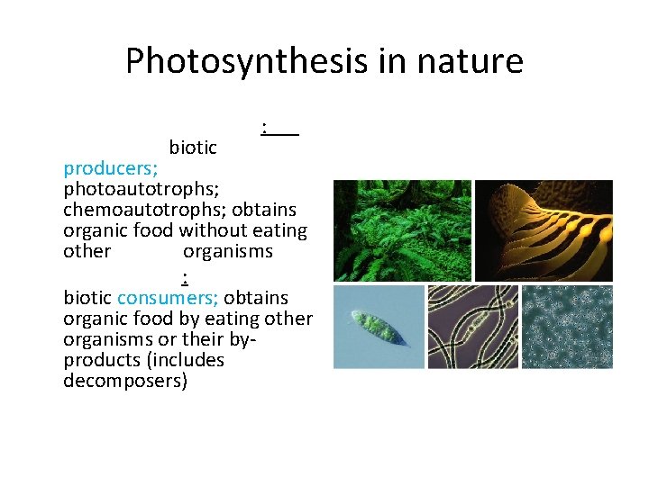 Photosynthesis in nature § Auautotrophs: biotic producers; photoautotrophs; chemoautotrophs; obtains organic food without eating