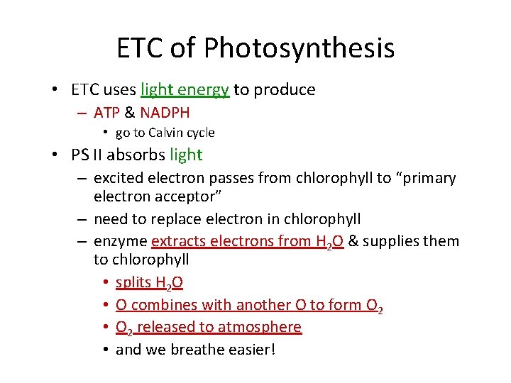 ETC of Photosynthesis • ETC uses light energy to produce – ATP & NADPH