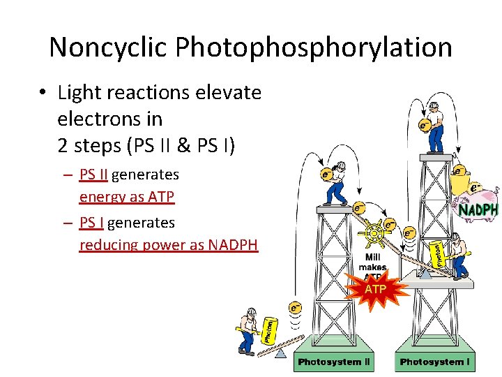 Noncyclic Photophosphorylation • Light reactions elevate electrons in 2 steps (PS II & PS