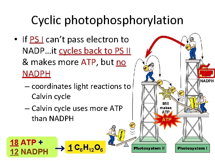 Cyclic photophosphorylation • If PS I can’t pass electron to NADP…it cycles back to