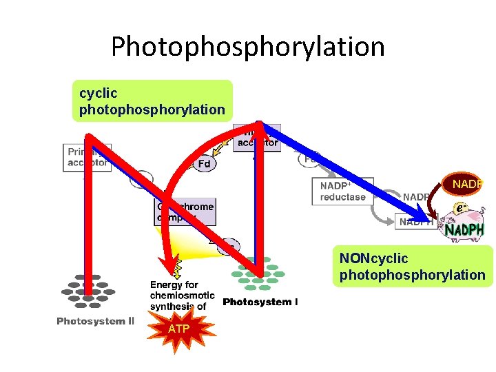 Photophosphorylation cyclic photophosphorylation NADP NONcyclic photophosphorylation ATP 