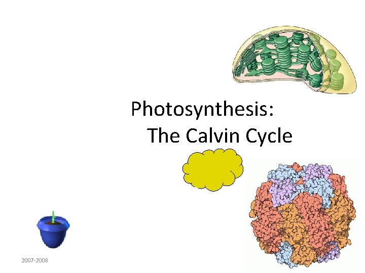 Photosynthesis: The Calvin Cycle 2007 -2008 