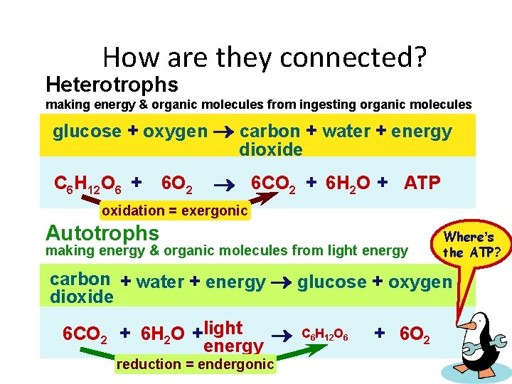 How are they connected? Heterotrophs making energy & organic molecules from ingesting organic molecules