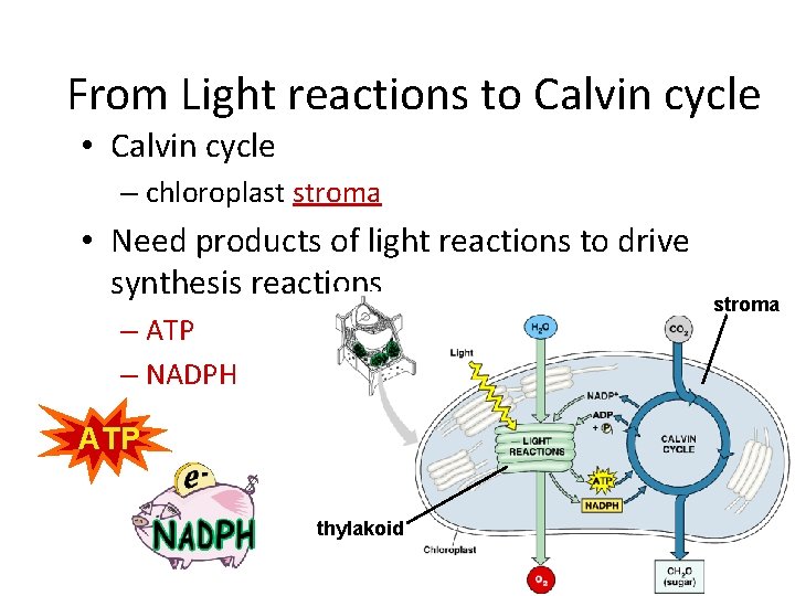 From Light reactions to Calvin cycle • Calvin cycle – chloroplast stroma • Need