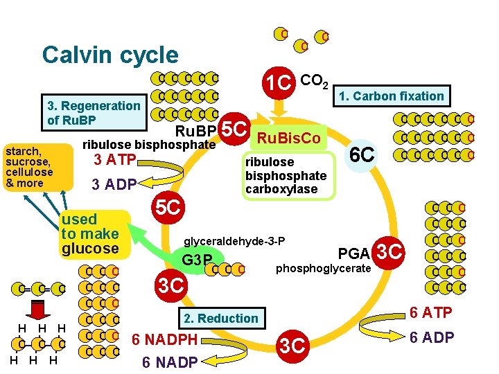 C Calvin cycle 1 C C C 3. Regeneration of Ru. BP C C