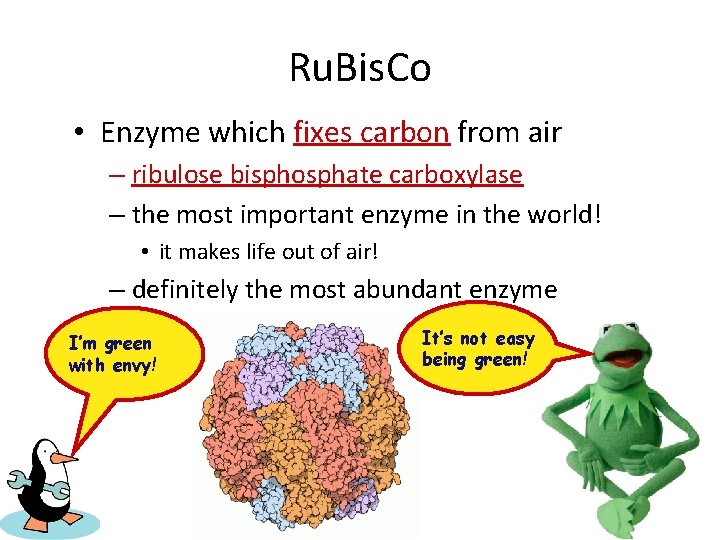 Ru. Bis. Co • Enzyme which fixes carbon from air – ribulose bisphosphate carboxylase