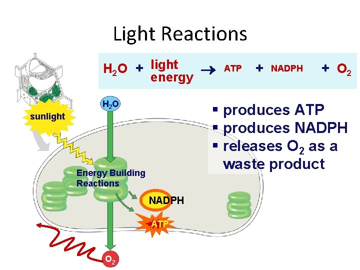 Light Reactions H 2 O + light energy H 2 O + NADPH +