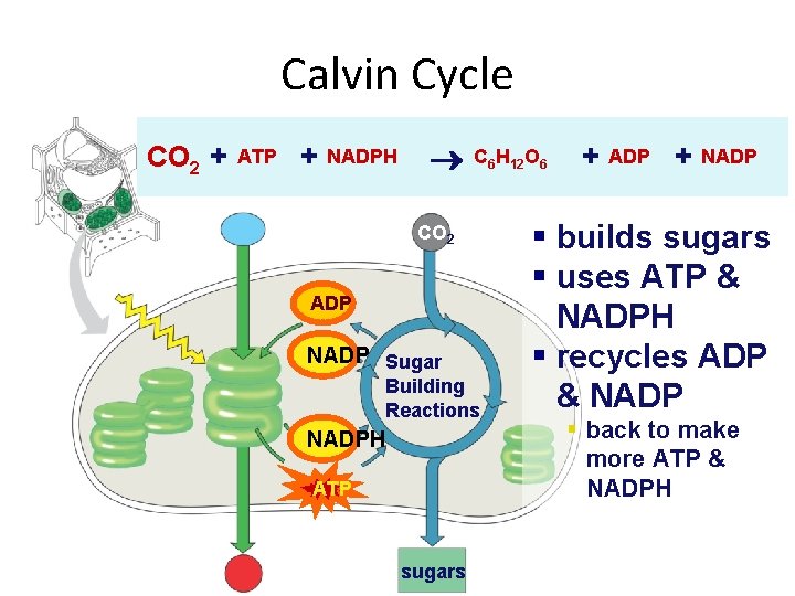 Calvin Cycle CO 2 + ATP + NADPH C 6 H 12 O 6
