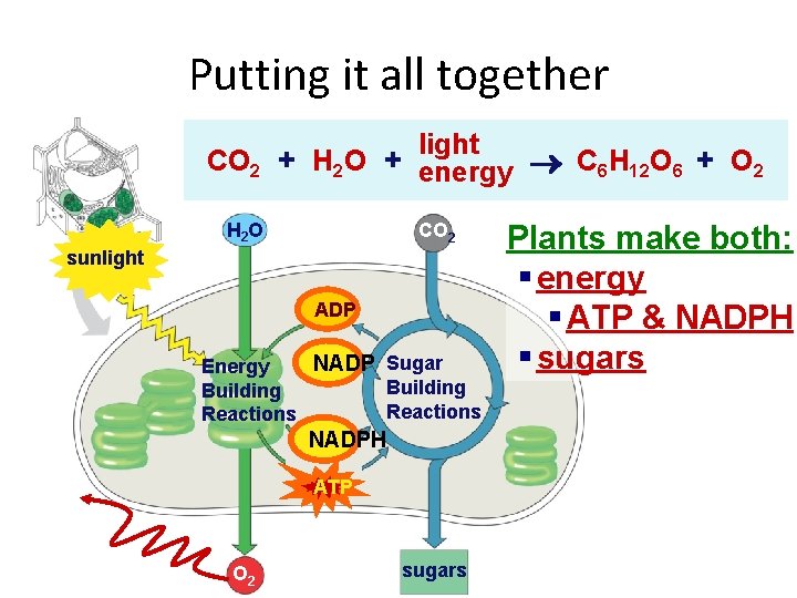 Putting it all together light CO 2 + H 2 O + energy C
