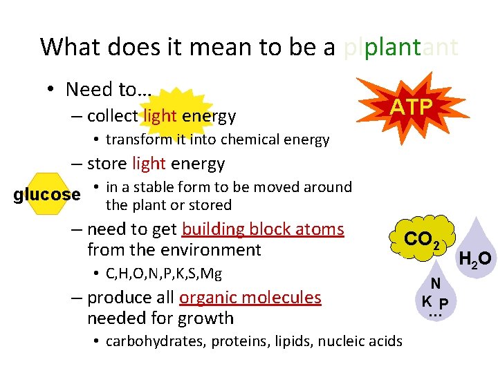 What does it mean to be a plplantant • Need to… – collect light