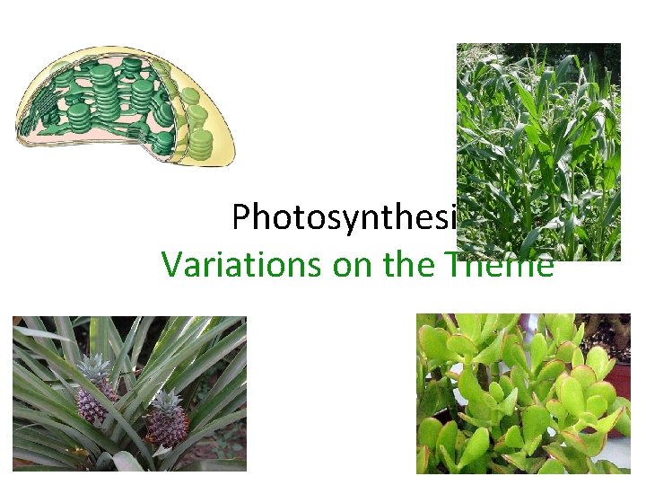 Photosynthesis: Variations on the Theme 2007 -2008 