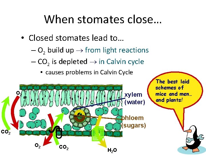 When stomates close… • Closed stomates lead to… – O 2 build up from