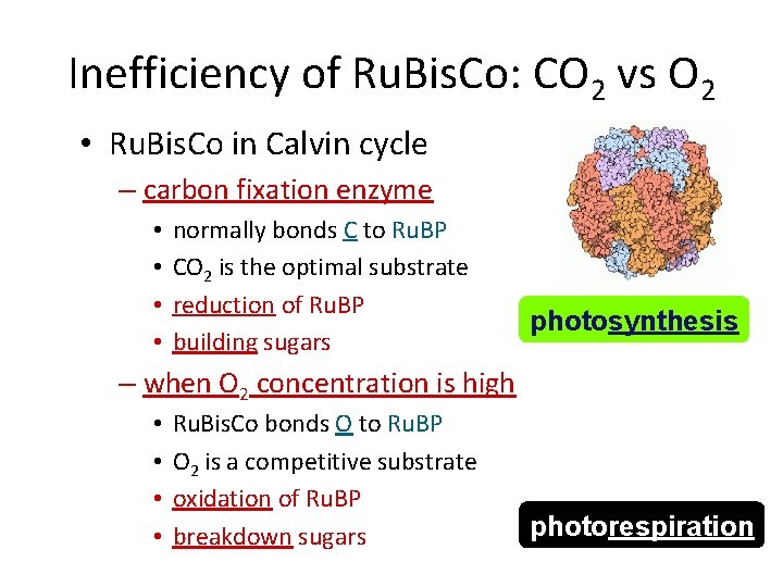 Inefficiency of Ru. Bis. Co: CO 2 vs O 2 • Ru. Bis. Co