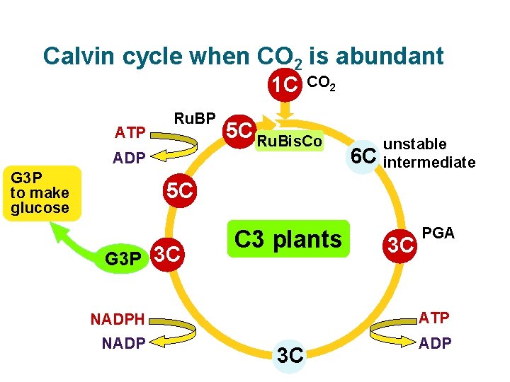 Calvin cycle when CO 2 is abundant 1 C ATP Ru. BP ADP G