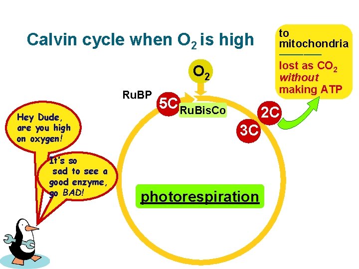 Calvin cycle when O 2 is high O 2 Ru. BP Hey Dude, are