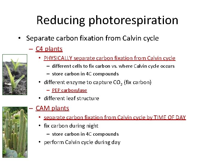 Reducing photorespiration • Separate carbon fixation from Calvin cycle – C 4 plants •