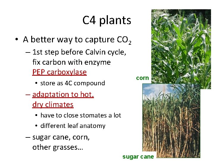 C 4 plants • A better way to capture CO 2 – 1 st