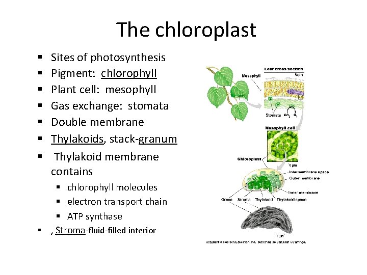 The chloroplast § § § § Sites of photosynthesis Pigment: chlorophyll Plant cell: mesophyll
