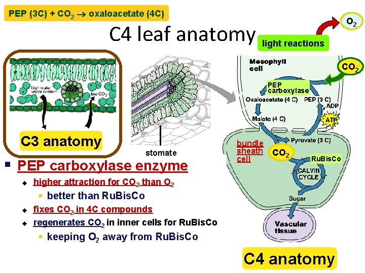 PEP (3 C) + CO 2 oxaloacetate (4 C) C 4 leaf anatomy light