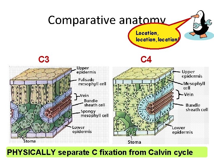 Comparative anatomy Location, location! C 3 C 4 PHYSICALLY separate C fixation from Calvin