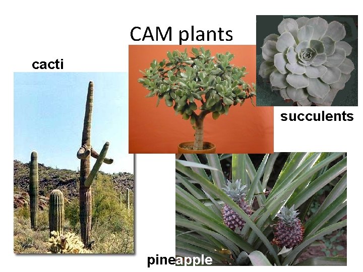 CAM plants cacti succulents pineapple 