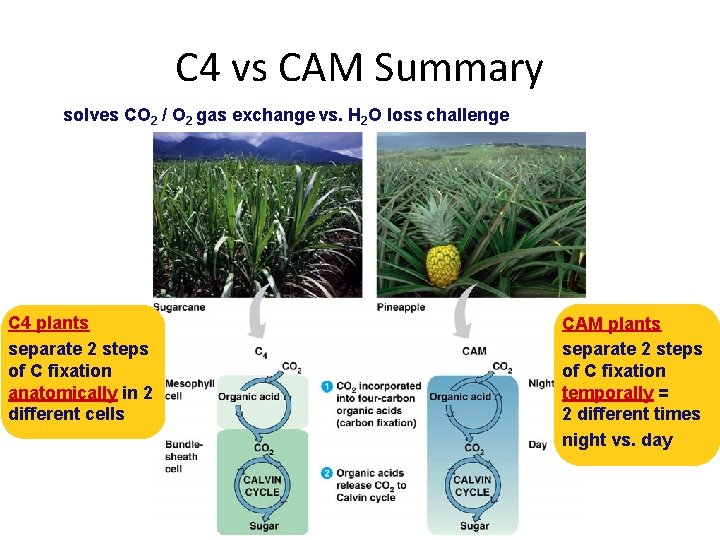 C 4 vs CAM Summary solves CO 2 / O 2 gas exchange vs.