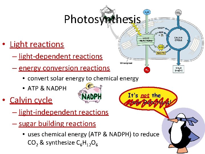 Photosynthesis • Light reactions – light-dependent reactions – energy conversion reactions • convert solar