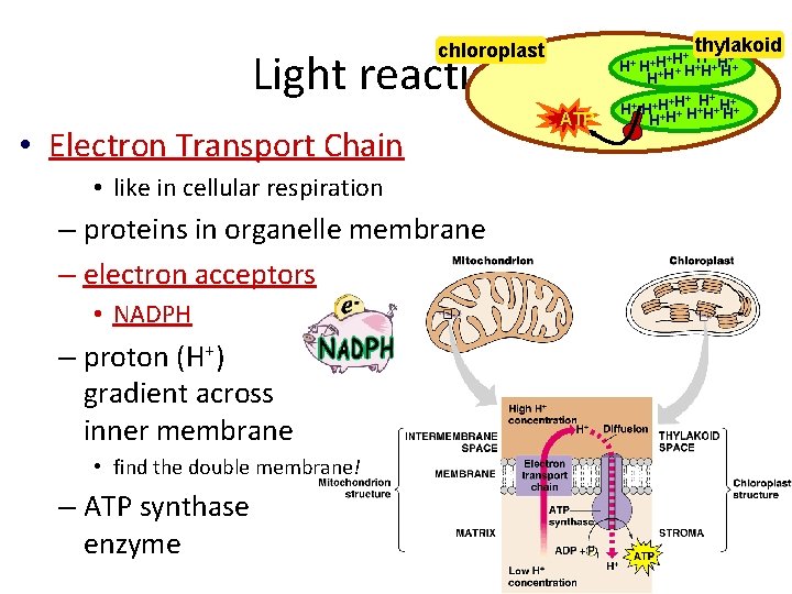 thylakoid chloroplast Light reactions • Electron Transport Chain • like in cellular respiration –