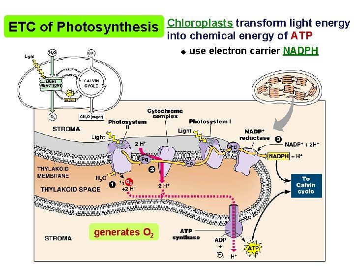 ETC of Photosynthesis Chloroplasts transform light energy into chemical energy of ATP u generates