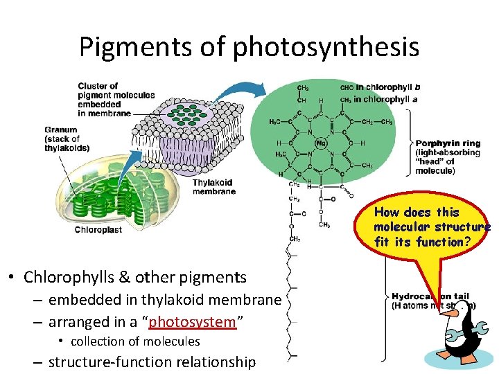 Pigments of photosynthesis How does this molecular structure fit its function? • Chlorophylls &