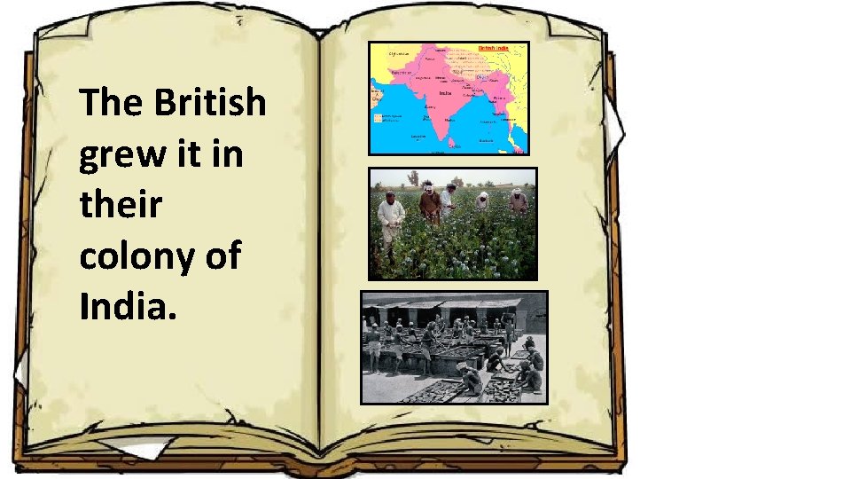 The British grew it in their colony of India. 