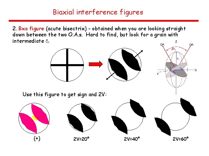 Biaxial interference figures 2. Bxa figure (acute bisectrix) - obtained when you are looking
