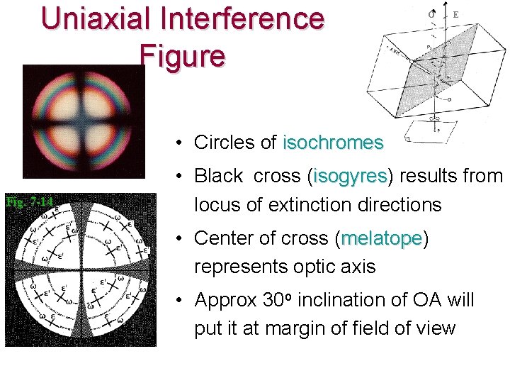 Uniaxial Interference Figure O E • Circles of isochromes Fig. 7 -14 • Black