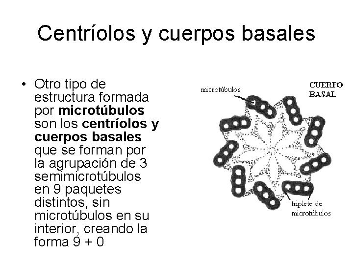 Centríolos y cuerpos basales • Otro tipo de estructura formada por microtúbulos son los